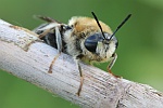 Langhorn-Waffenfliege (Stratiomys longicornis)