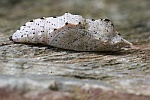 Karstweiling (Pieris mannii)
