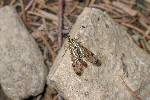 Skorpionsfliege (Panorpa communis)