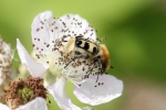 Pinselkfer (Trichius zonatus)