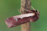 Hellrandige Erdeule (Ochropleura plecta)