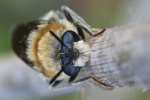 Langhorn-Waffenfliege (Stratiomys longicornis)