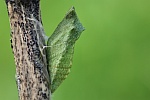 Schwalbenschwanz (Papilio machaon) - Puppe