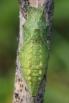 Schwalbenschwanz (Papilio machaon) - Puppe