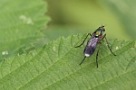 Grne Langbeinfliege (Poecilobothrus nobilitatus)