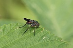 Grne Langbeinfliege (Poecilobothrus nobilitatus)