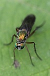 Grne Langbeinfliege (Poecilobothrus nobilitatus)