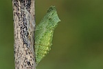 Schwalbenschwanz (Papilio machaon)
