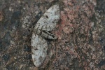Nadelgeh�lz-Bl�tenspanner (Eupithecia tantillaria)