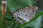 Dunkle Rostfarben-Blattspanner (Xanthorhoe ferrugata)