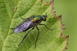 Grne Langbeinfliege (Poecilobothrus nobilitatus)