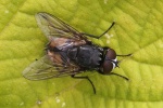 Herbstfliege (Musca autumnalis)