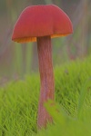 Rtlicher Lacktrichterling (Laccaria laccata)