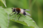 Weigebnderte Schwebfliege (Leucozona lucorum)