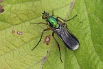 Grne Langbeinfliege (Poecilobothrus nobilitatus)