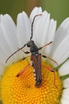 Braunrtlicher Spitzdeckenbock (Stenopterus rufus)