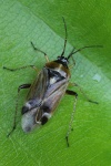 Eichenwanze (Harpocera thoracica)