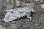 Ahorn-Rindeneule (Acronicta aceris)