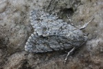Ahorn-Rindeneule (Acronicta aceris)