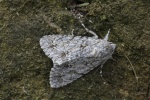 Ahorn-Rindeneule (Acronicta aceris)