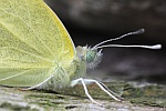 Karstweiling (Pieris mannii)