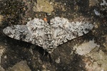 Birkenspanner (Biston betularia)