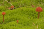 Rtlicher Lacktrichterling (Laccaria laccata)