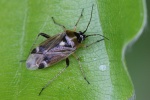 Eichenwanze (Harpocera thoracica)