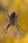 Gartenkreuzspinne (Araneus diadematus)