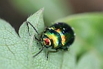 Bunter Hohlzahn-Blattk�fer (Chrysolina fastuosa)
