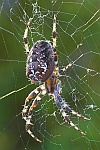 Gartenkreuzspinne (Araneus diadematus)