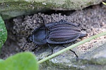 Starkgerippter Geradschienen-Aaskfer (Silpha carinata)