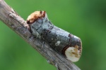 Mondvogel (Phalera bucephala)