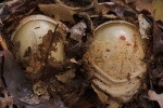 Stinkmorchel (Phallus impudicus)