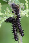 Landkrtchen (Araschnia levana)