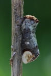 Mondvogel (Phalera bucephala)