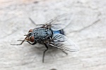 Blaue Schmeifliege (Calliphora vicina)