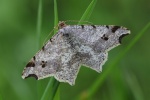 Dunkelgrauer Eckfl�gelspanner (Macaria alternata)