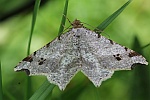 Dunkelgrauer Eckfl�gelspanner (Macaria alternata)