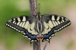 Schwalbenschwanz (Papilio machaon)