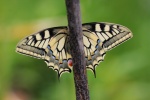 Schwalbenschwanz (Papilio machaon)
