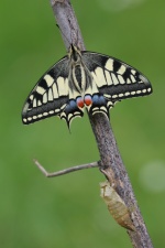 Schwalbenschwanz (Papilio machaon) - mit Puppe