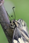 Schwalbenschwanz (Papilio machaon)