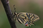 Schwalbenschwanz (Papilio machaon)