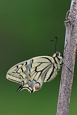 Schwalbenschwanz (Papilio machaon)