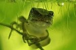 Laubfrosch (Hyla arborea)