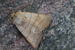 Dreilinieneule (Charanyca trigrammica)