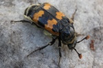Gemeiner Totengr�ber (Nicrophorus vespillo)
