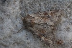 Ackerrand-Grasb�scheleule (Apamea sordens)
