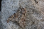 Ackerrand-Grasb�scheleule (Apamea sordens)